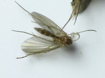 Fungus gnats are a serious pest.