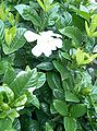 Gardenia jasminoides