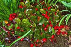 Gaultherias make a great Christmas container display