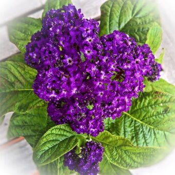 Heliotrope make a delightfully scented houseplant.
