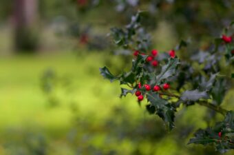 Creative Festive Winter Containers