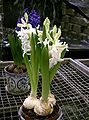 Hyacinth