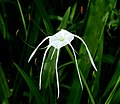 Hymenocallis acutifolia