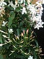 Jasminum polyanthum