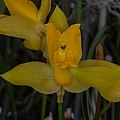 Lycaste aromatica