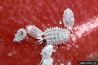 Mealybugs can be a serious pest