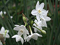 Narcissus 'Paper White'