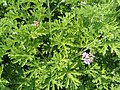 Pelargonium graveoleons