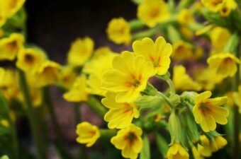 Primulas can make attractive displays in a group