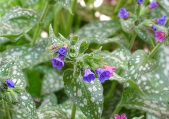 Pulmonaria does well in the shade