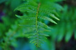 Ferns are great as part of the container display in the shade