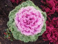 Ornamental cabbage makes a great addition to a container display