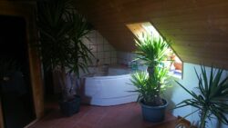 Plants in bathroom