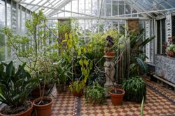 Plants in conservatory