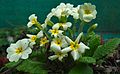 polyanthus