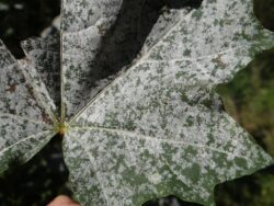 Powdery mildew can be also dealt with