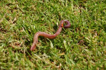 Worm Composting- How to get the best from Your Wormery?