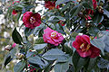 Camellia japonica