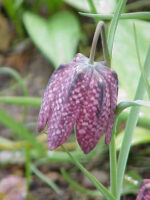 Fritillaria meleagris