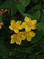 Hypericum calycinum