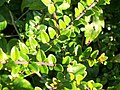 Lonicera nitida