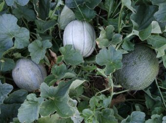 Growing Melons in containers is fun.