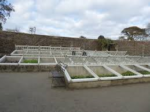 Commercial grown melons in Cold frames