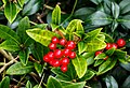 Skimmia Japonica