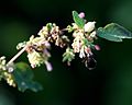 Symphoricarpos x doorenbosii