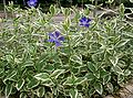 Vinca major