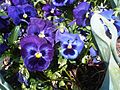 Pansies will suit many container displays