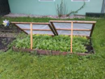 Cold frames are useful for growing melons in