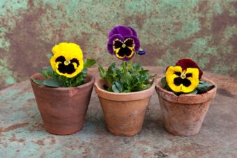 Pansies in Pots- Creating a Simple Display