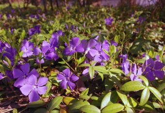 Perwinkle in a container is a sight to behold.