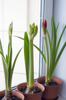 Using Plastic Containers in the Garden