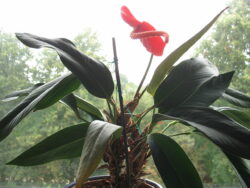 Anthurium scherzerianum