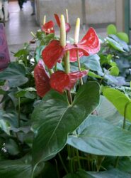 Anthurium andraeanum