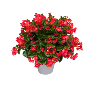 Begonia as a Houseplant- Growing this Colourful Plant