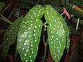 Begonia coccinea