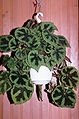 Begonia masoniana