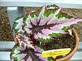 Begonia rex 'Paul Gibory'