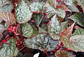 Begonia x corallina