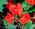 Begonia x tuberhybrida