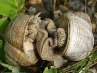 Slugs and snails can cause a lot of damage in the garden.