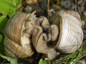 Slug Beer Traps- Are they Worth Getting slugs and Snails Drunk over them?