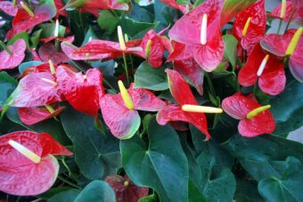 How to Grow and Get the Best from your Anthuriums