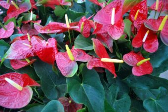 Anthuriums make an ideal houseplant.