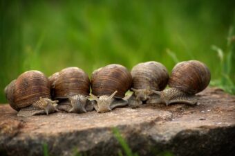 Snails what will our gardens be like without them?