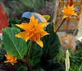 Calathea crocata