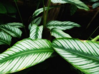 Calatheas are attractive houseplants